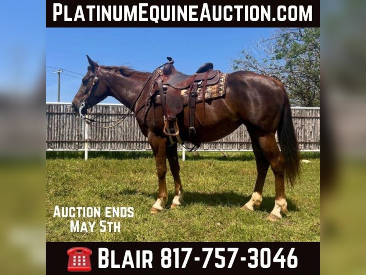 Quarter horse américain Hongre 6 Ans Alezan brûlé in Weatherford TX