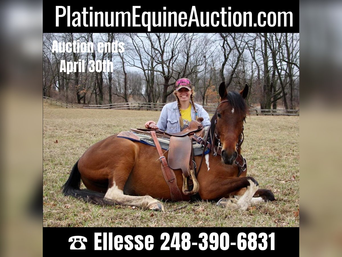 Quarter horse américain Hongre 6 Ans Bai cerise in HIghland MI