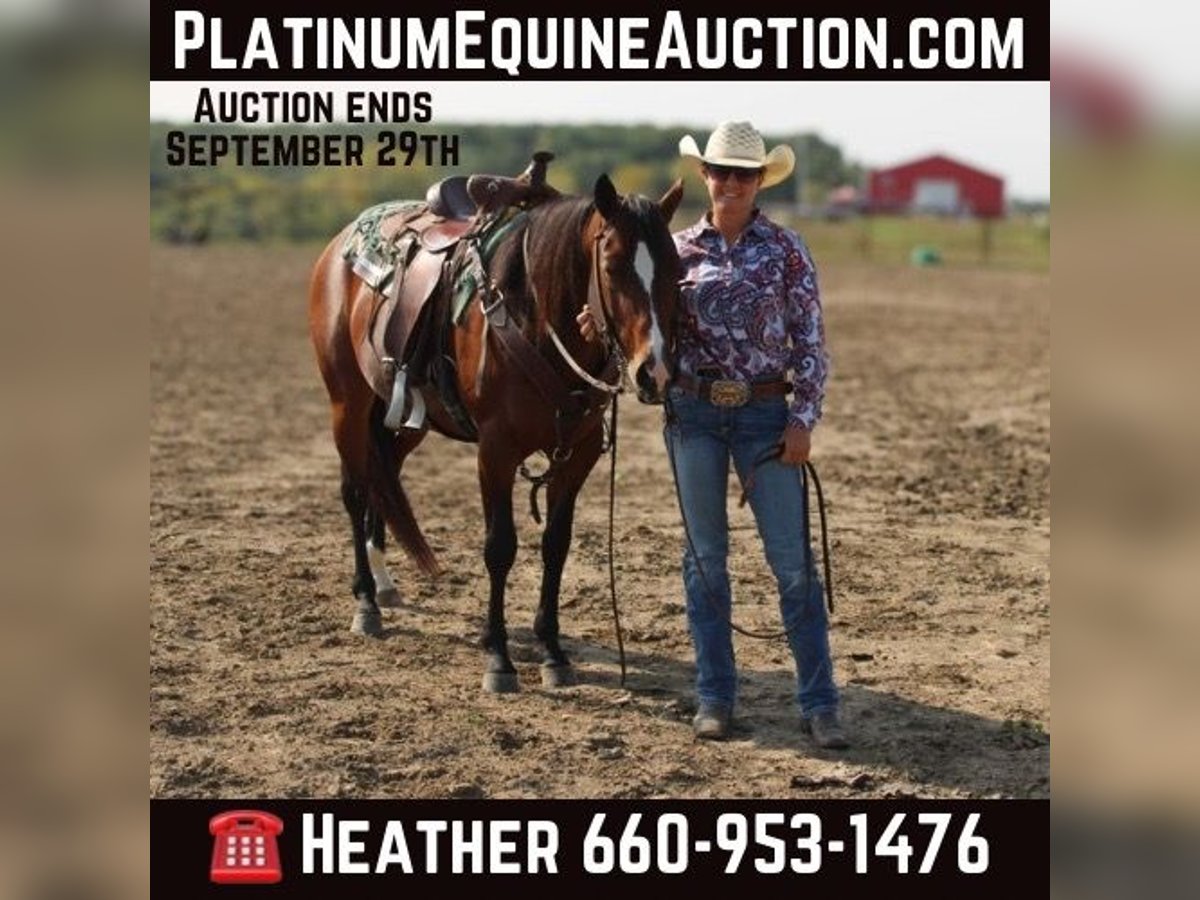 Quarter horse américain Hongre 6 Ans Bai cerise in Princeton, MO