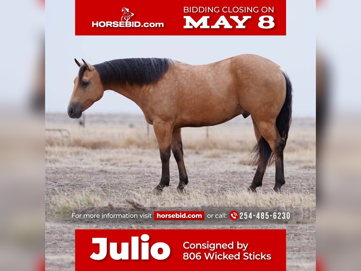 Quarter horse américain Hongre 6 Ans Buckskin in Canyon, TX