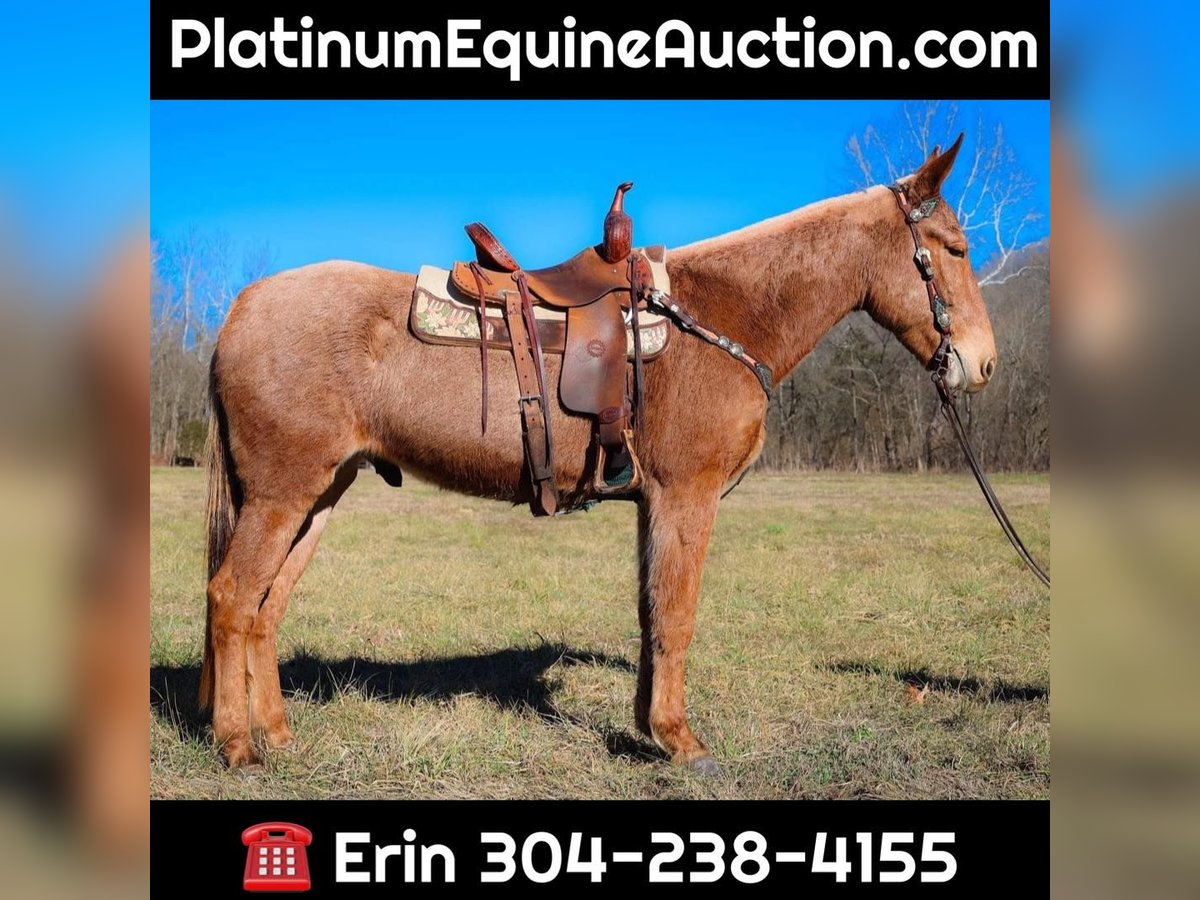 Quarter horse américain Hongre 6 Ans Palomino in Flemmngsburg Ky