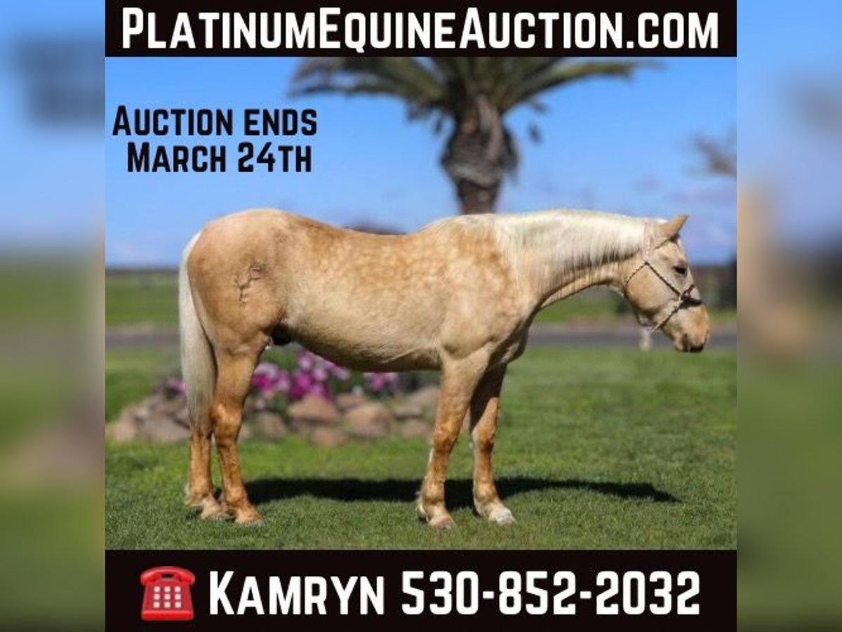 Quarter horse américain Hongre 6 Ans Palomino in Pleasant Grove MO