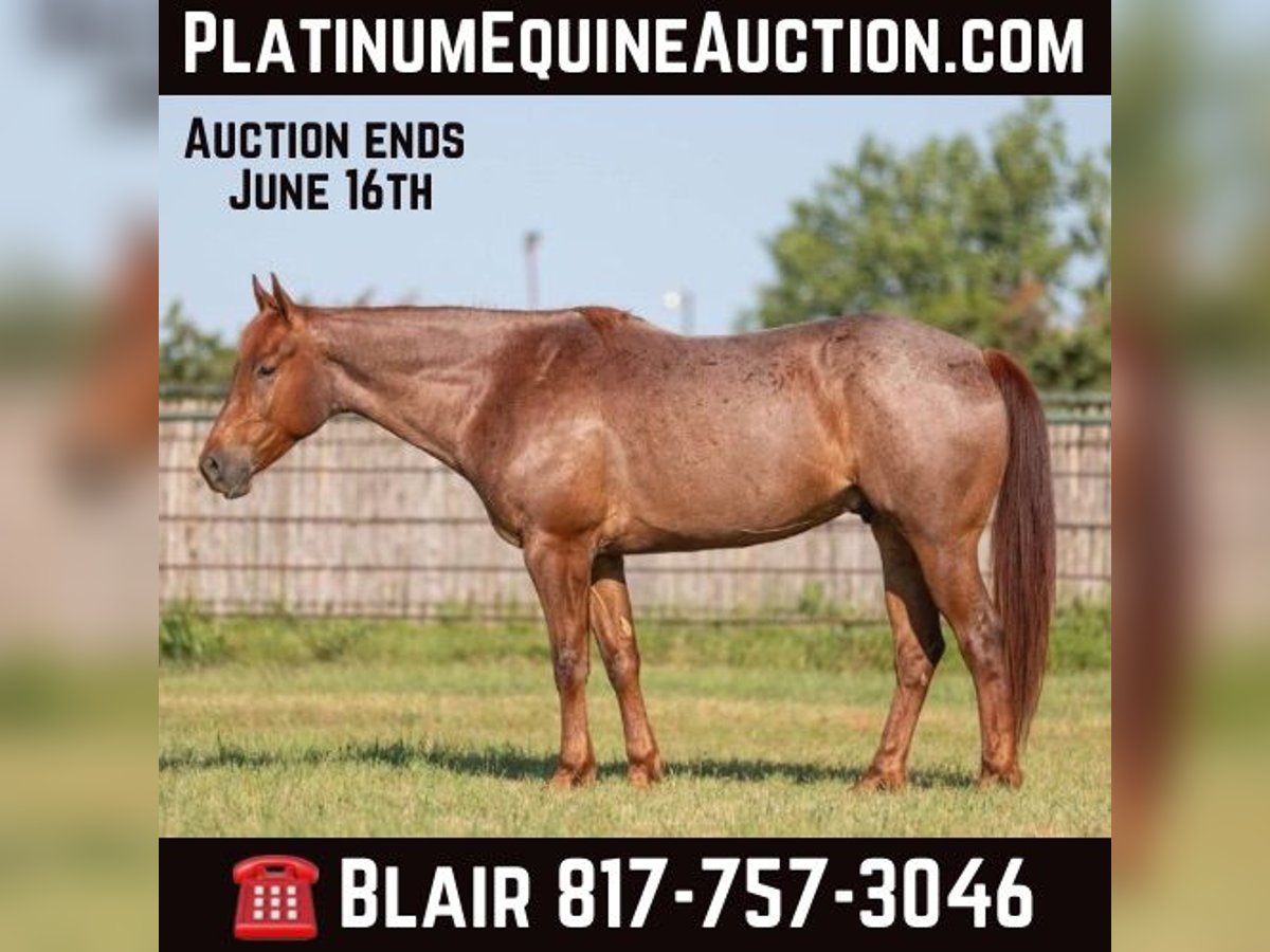 Quarter horse américain Hongre 6 Ans Rouan Rouge in Weatherford TX