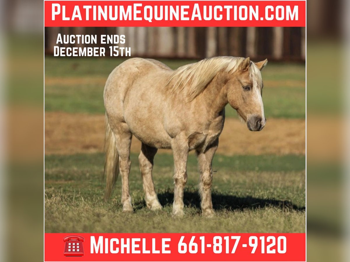 Quarter horse américain Hongre 7 Ans 127 cm Palomino in Stephenville tX