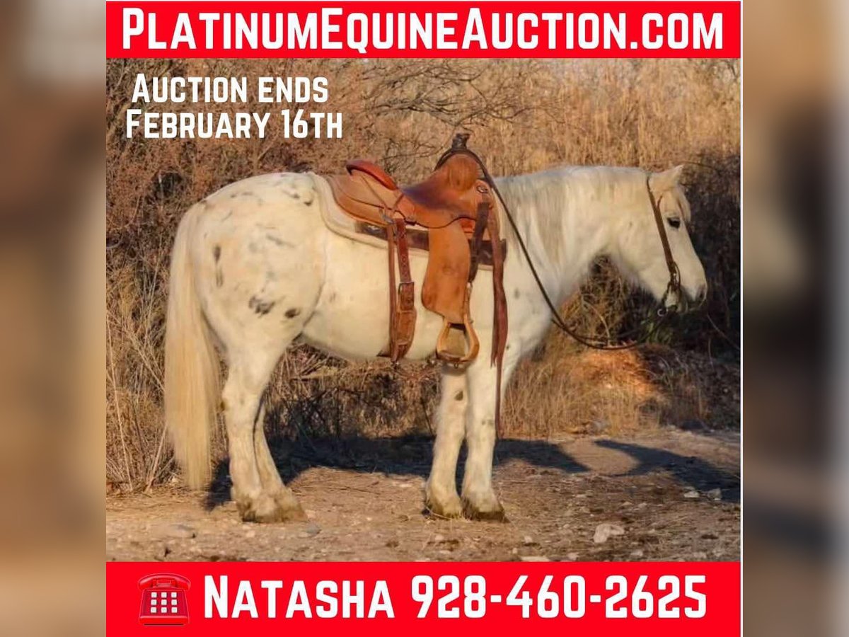 Quarter horse américain Hongre 7 Ans 140 cm Blanc in Camp Verde, AZ