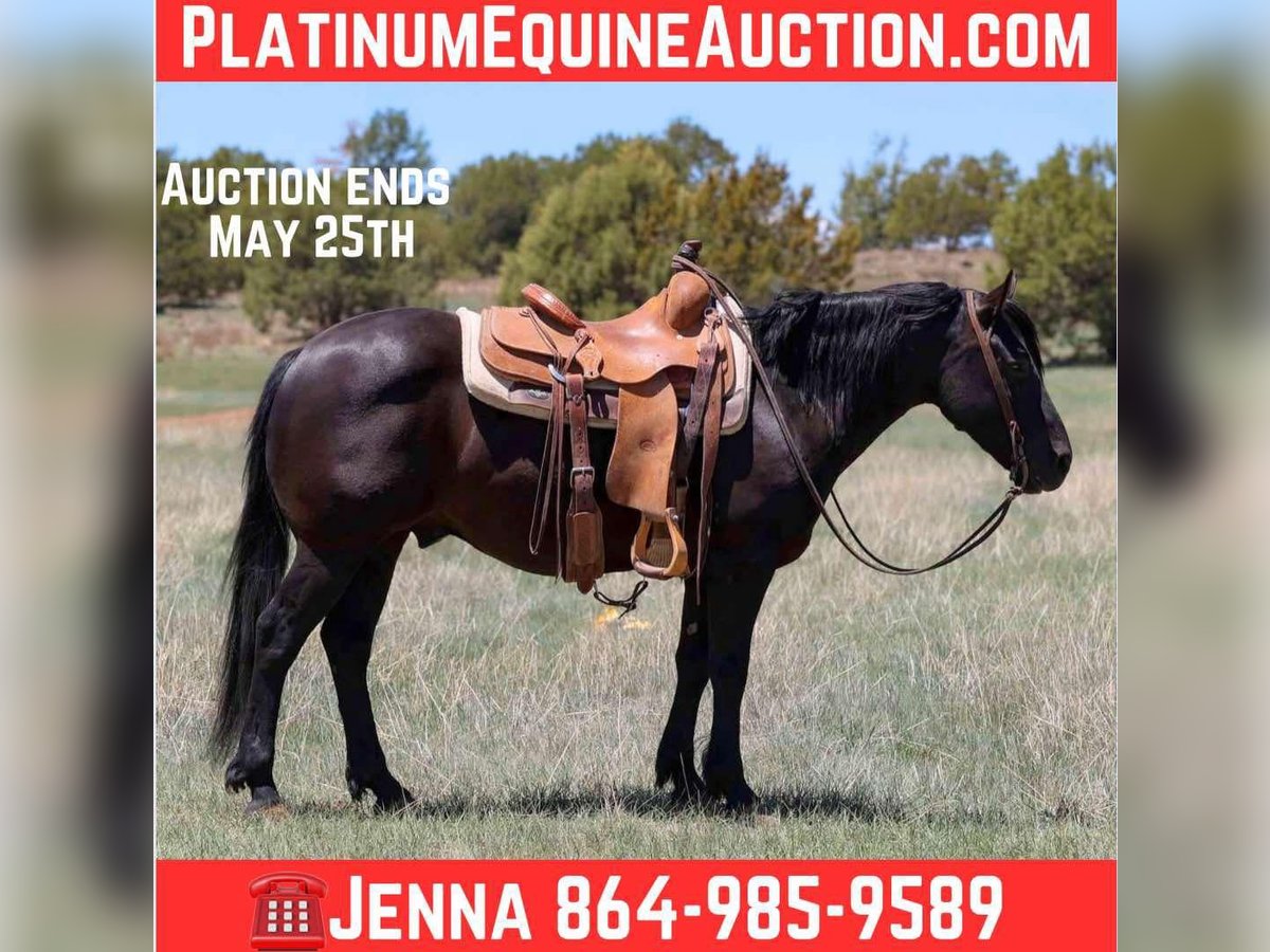 Quarter horse américain Hongre 7 Ans 140 cm Noir in Cottonwood AZ