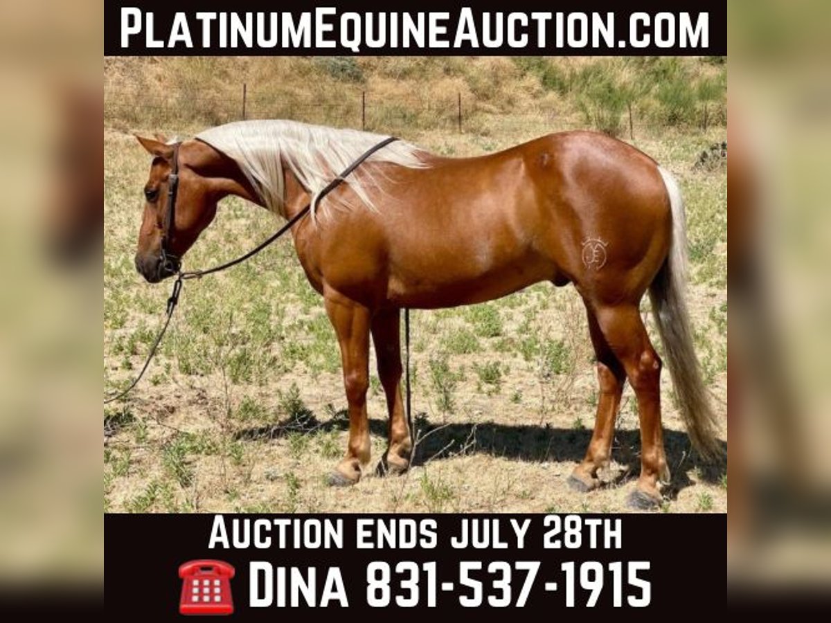 Quarter horse américain Hongre 7 Ans 140 cm Palomino in Paicines CA