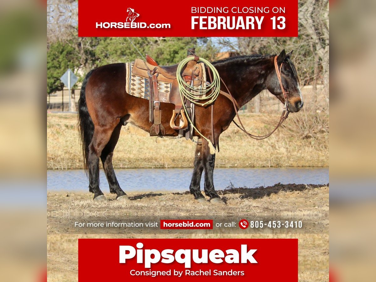 Quarter horse américain Croisé Hongre 7 Ans 142 cm Bai cerise in Joshua, TX