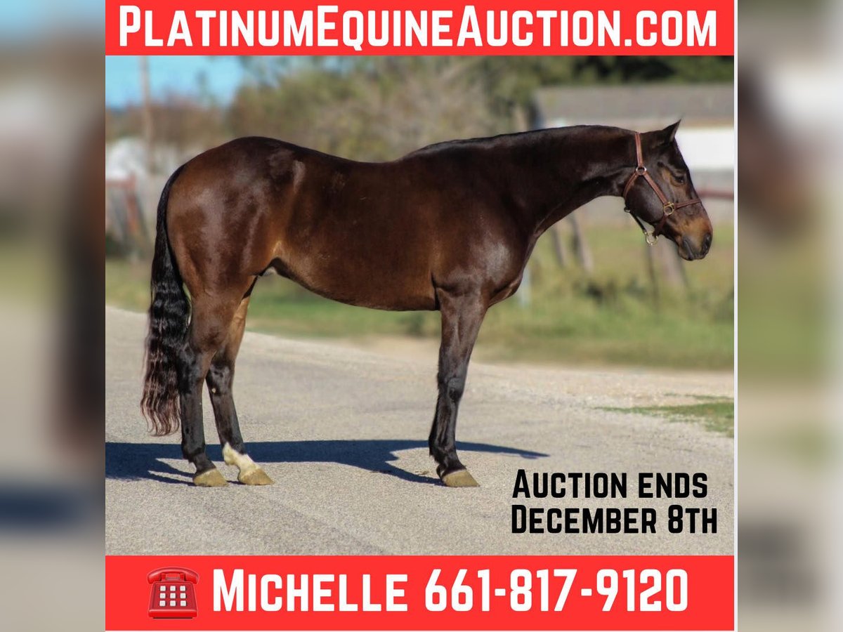 Quarter horse américain Hongre 7 Ans 145 cm Bai cerise in Stephenville TX