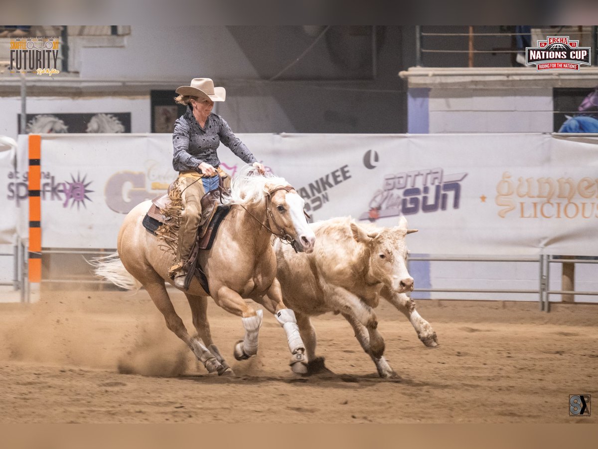 Quarter horse américain Hongre 7 Ans 145 cm Palomino in Neuruppin