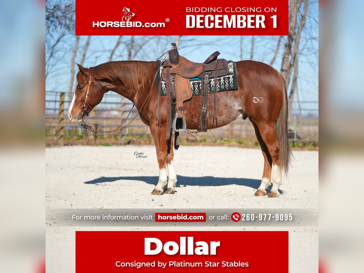 Quarter horse américain Hongre 7 Ans 147 cm Alezan cuivré in Independence