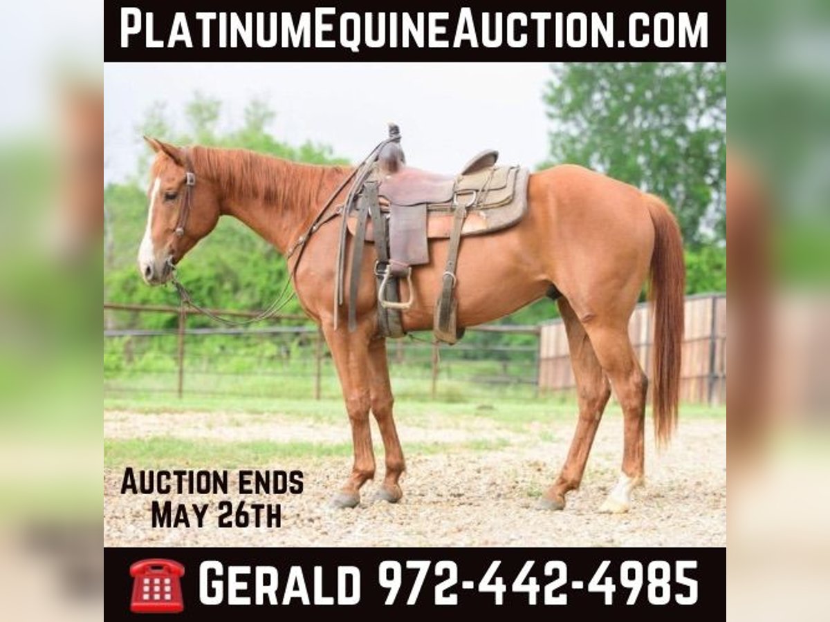 Quarter horse américain Hongre 7 Ans 147 cm Alezan cuivré in Savoy, TX