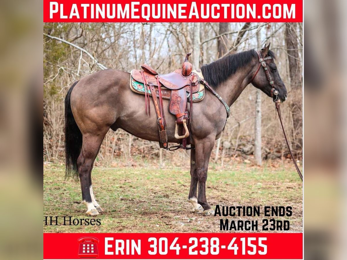 Quarter horse américain Hongre 7 Ans 147 cm Grullo in Flemingsburg KY