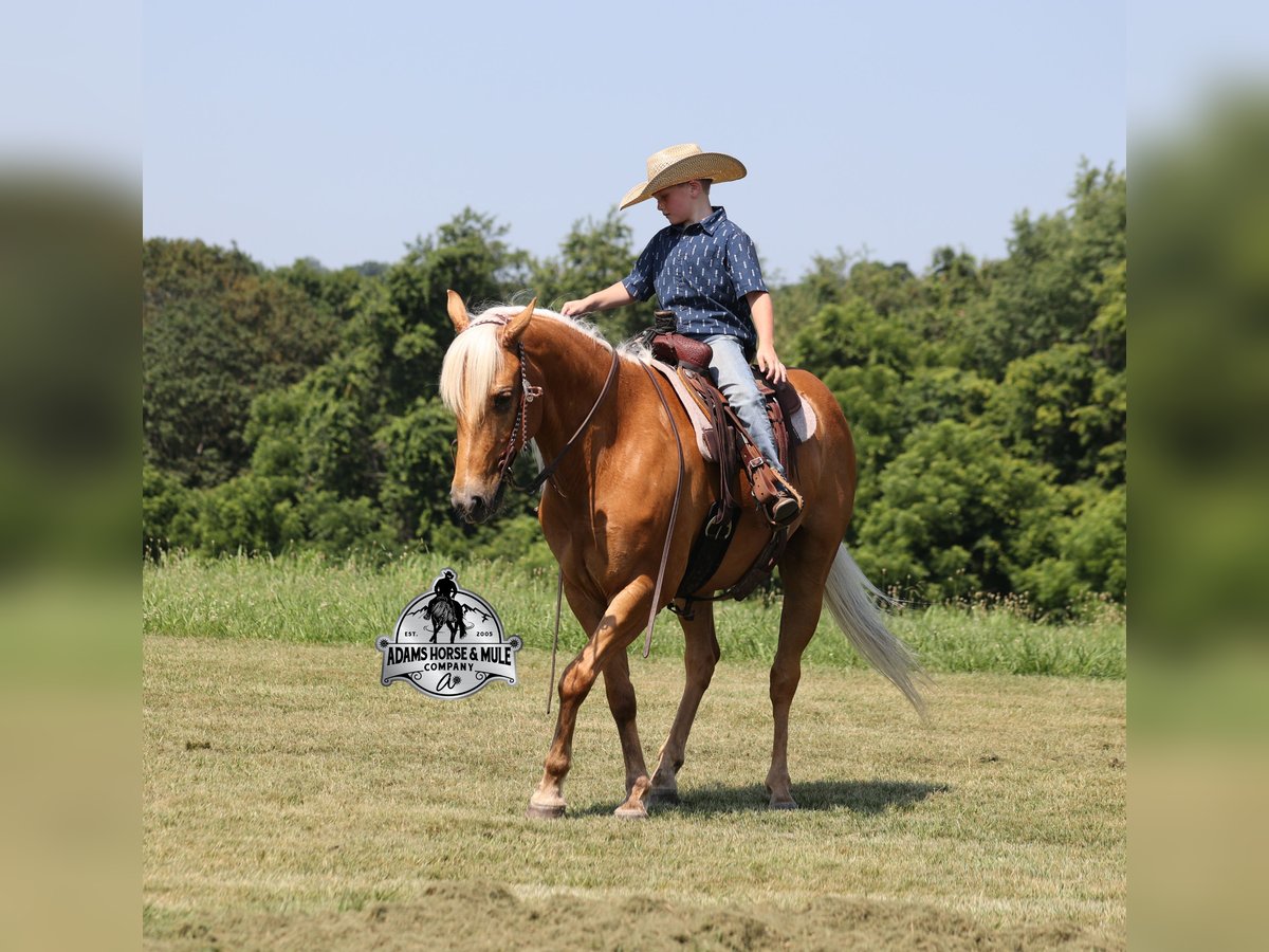 Quarter horse américain Hongre 7 Ans 147 cm Palomino in Mount Vernon, KY