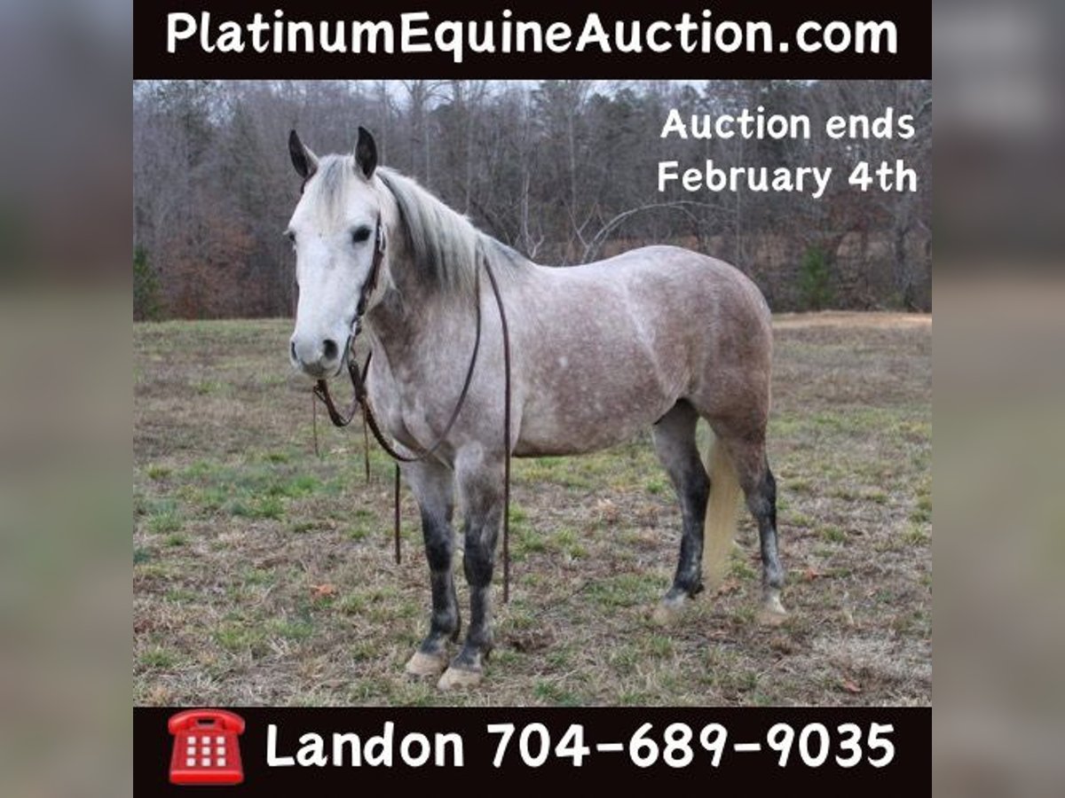 Quarter horse américain Hongre 7 Ans 150 cm Gris pommelé in Cherryville NC