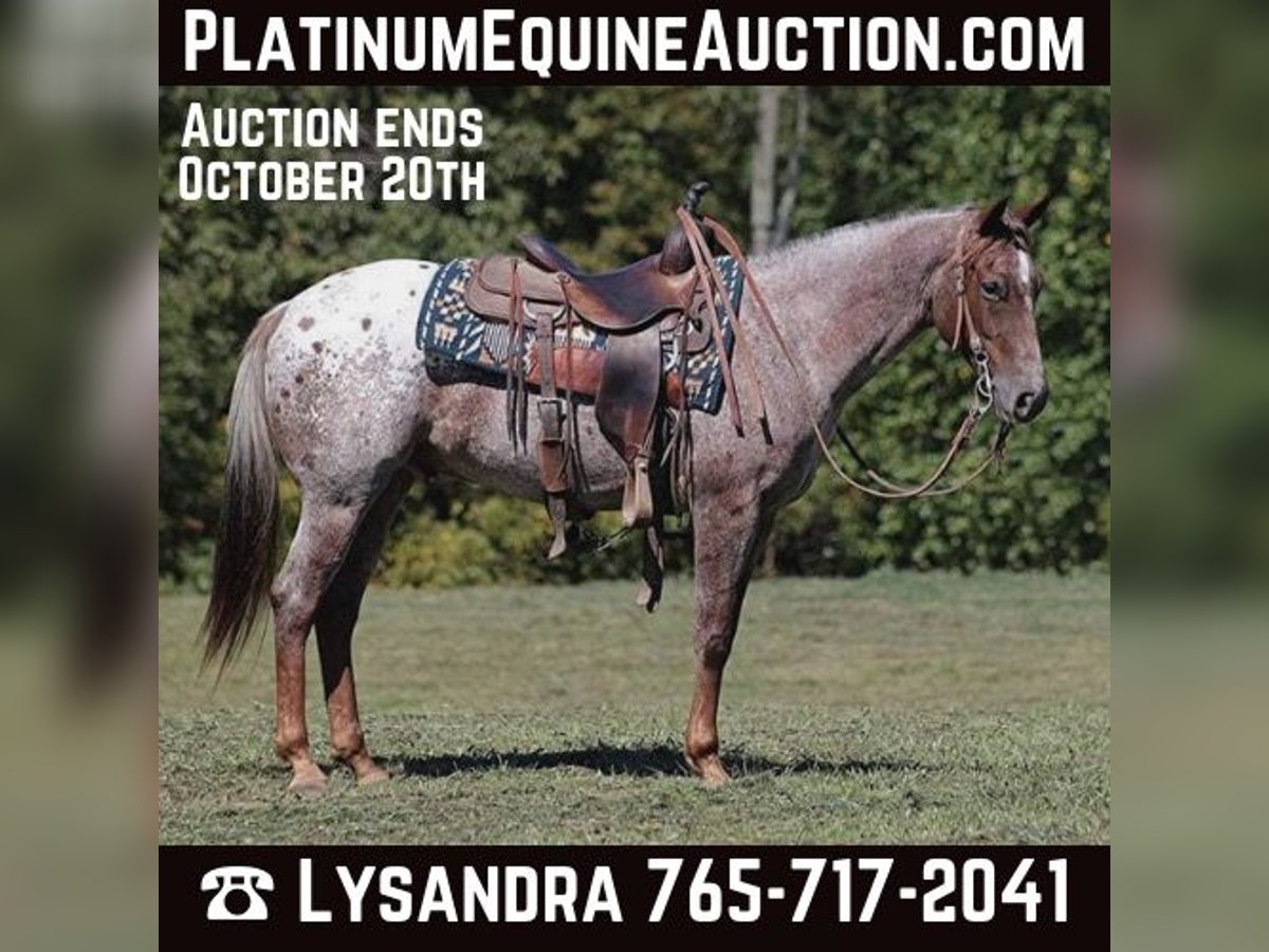 Quarter horse américain Hongre 7 Ans 150 cm Rouan Rouge in Brodhead KY