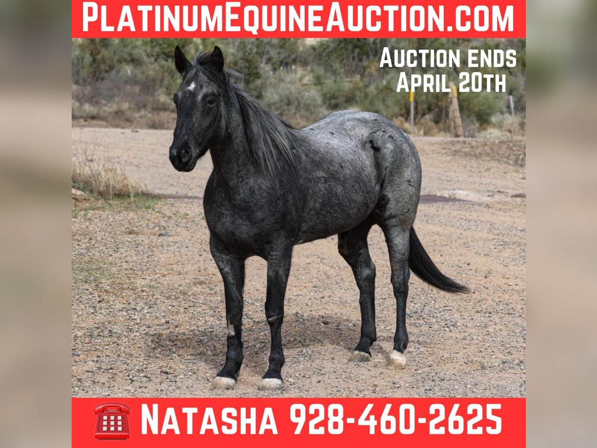 Quarter horse américain Hongre 7 Ans 150 cm in Camp Verde AZ