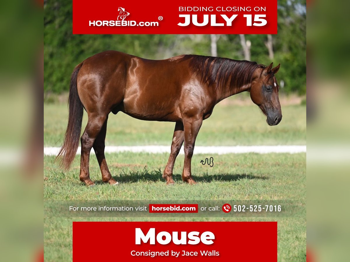 Quarter horse américain Hongre 7 Ans 152 cm Alezan brûlé in Waco