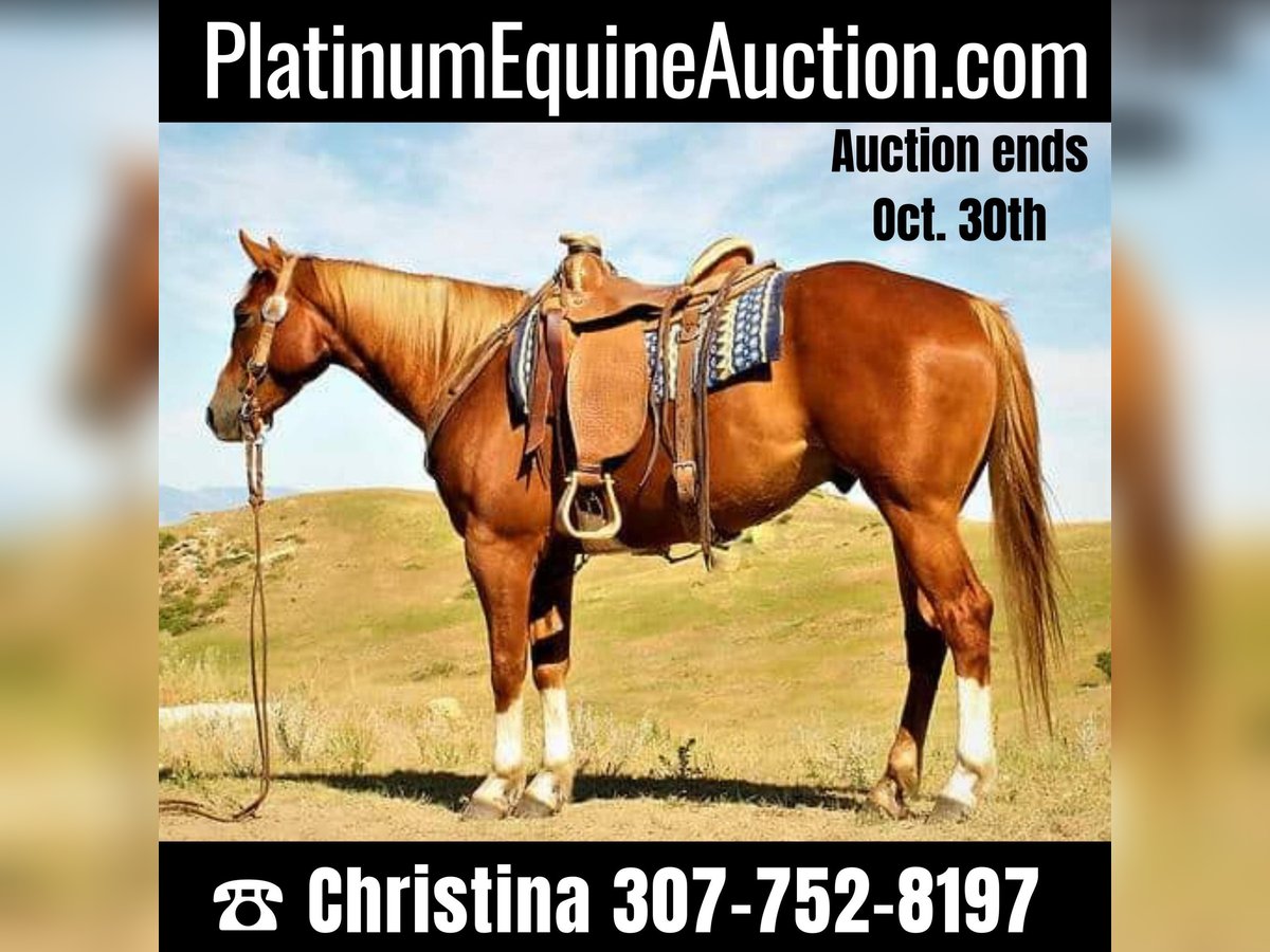 Quarter horse américain Hongre 7 Ans 152 cm Alezan cuivré in Banner, WY