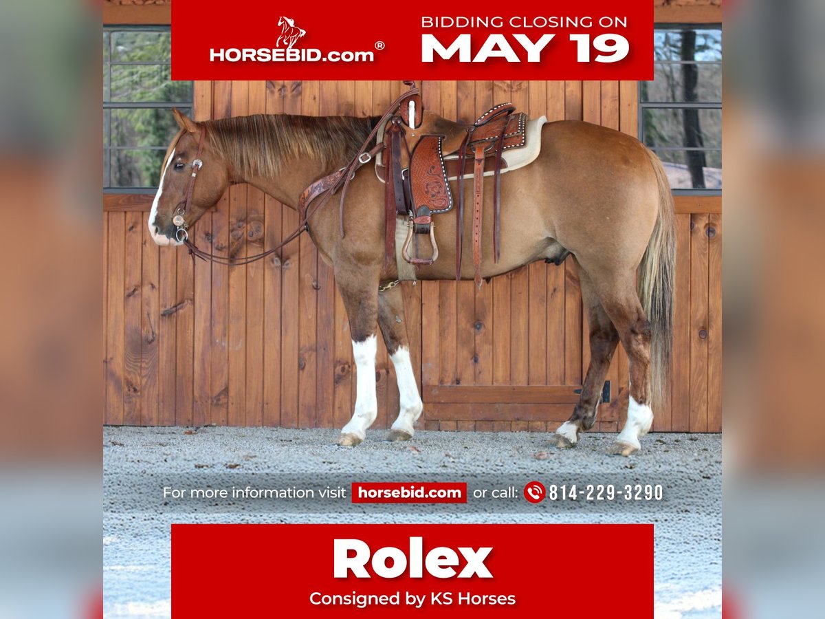 Quarter horse américain Hongre 7 Ans 152 cm Isabelle in Clarion, PA