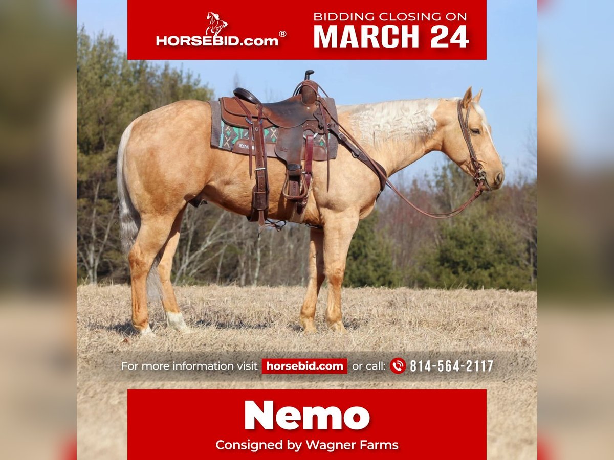 Quarter horse américain Hongre 7 Ans 152 cm Palomino in Clarion, PA