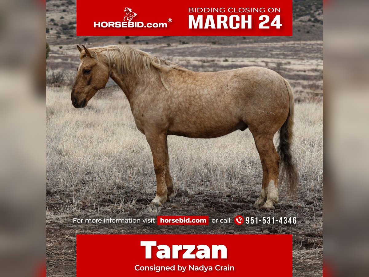 Quarter horse américain Hongre 7 Ans 152 cm Palomino in Camp Verde, AZ