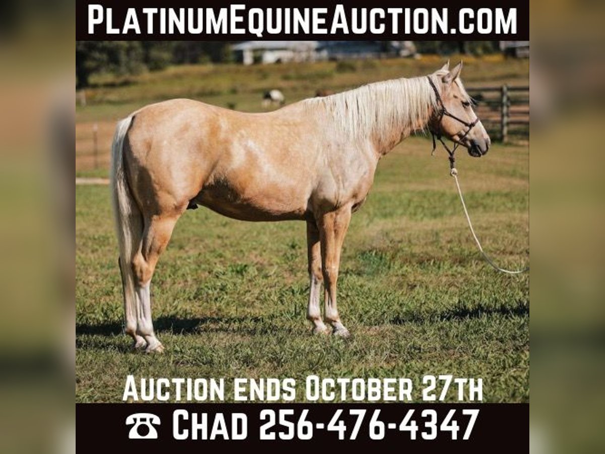 Quarter horse américain Hongre 7 Ans 152 cm Palomino in Mt Hope AL