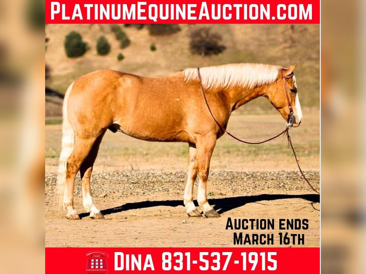 Quarter horse américain Hongre 7 Ans 152 cm Palomino in Paicines, CA