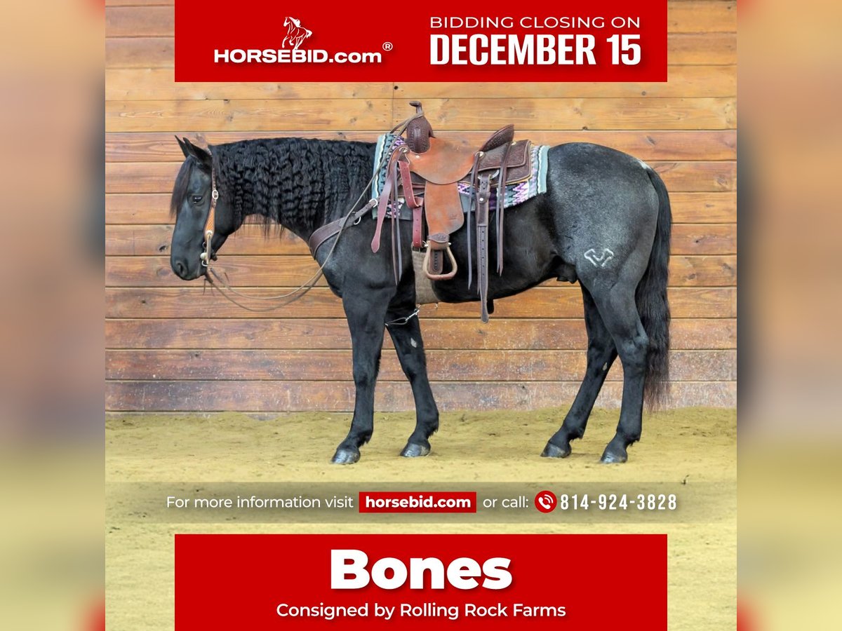 Quarter horse américain Hongre 7 Ans 152 cm Rouan Bleu in Clarion