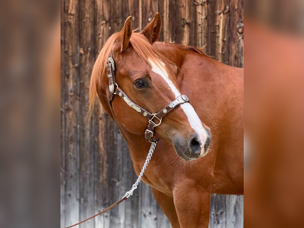 Quarter horse américain Hongre 7 Ans 154 cm Alezan dun in Tannheim
