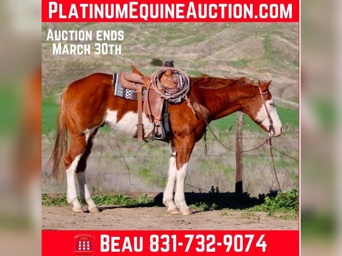 Quarter horse américain Hongre 7 Ans 155 cm Alezan brûlé in King City CA