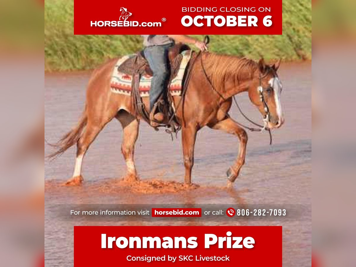 Quarter horse américain Hongre 7 Ans 155 cm Alezan cuivré in Canyon
