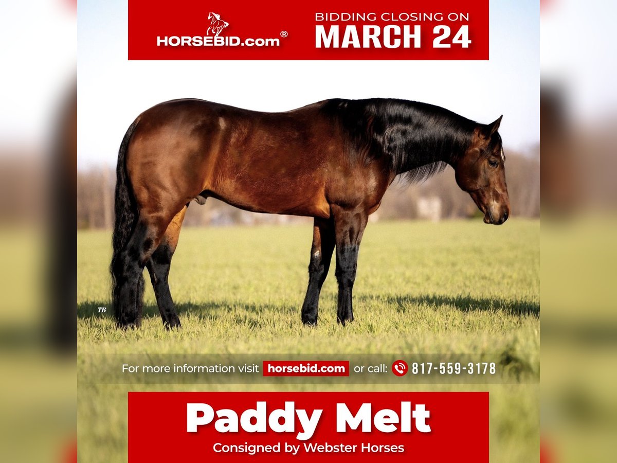 Quarter horse américain Hongre 7 Ans 155 cm Bai cerise in Ponder, TX