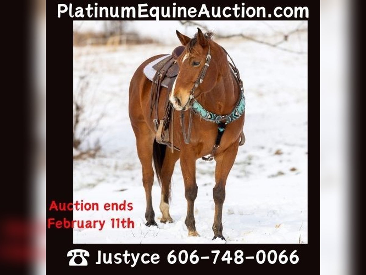 Quarter horse américain Hongre 7 Ans 155 cm Bai cerise in Carlisle KY