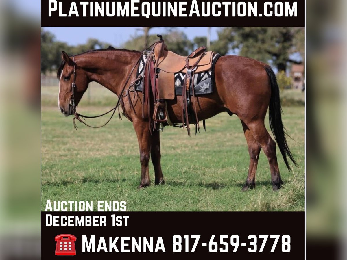 Quarter horse américain Hongre 7 Ans 155 cm Bai cerise in LIpan Tx