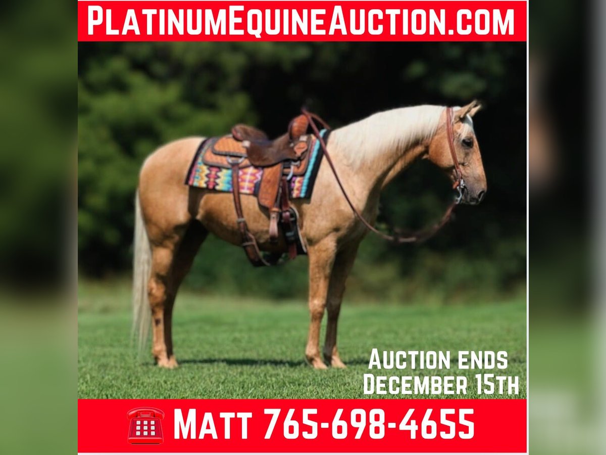 Quarter horse américain Hongre 7 Ans 155 cm Palomino in Brodhead, KY