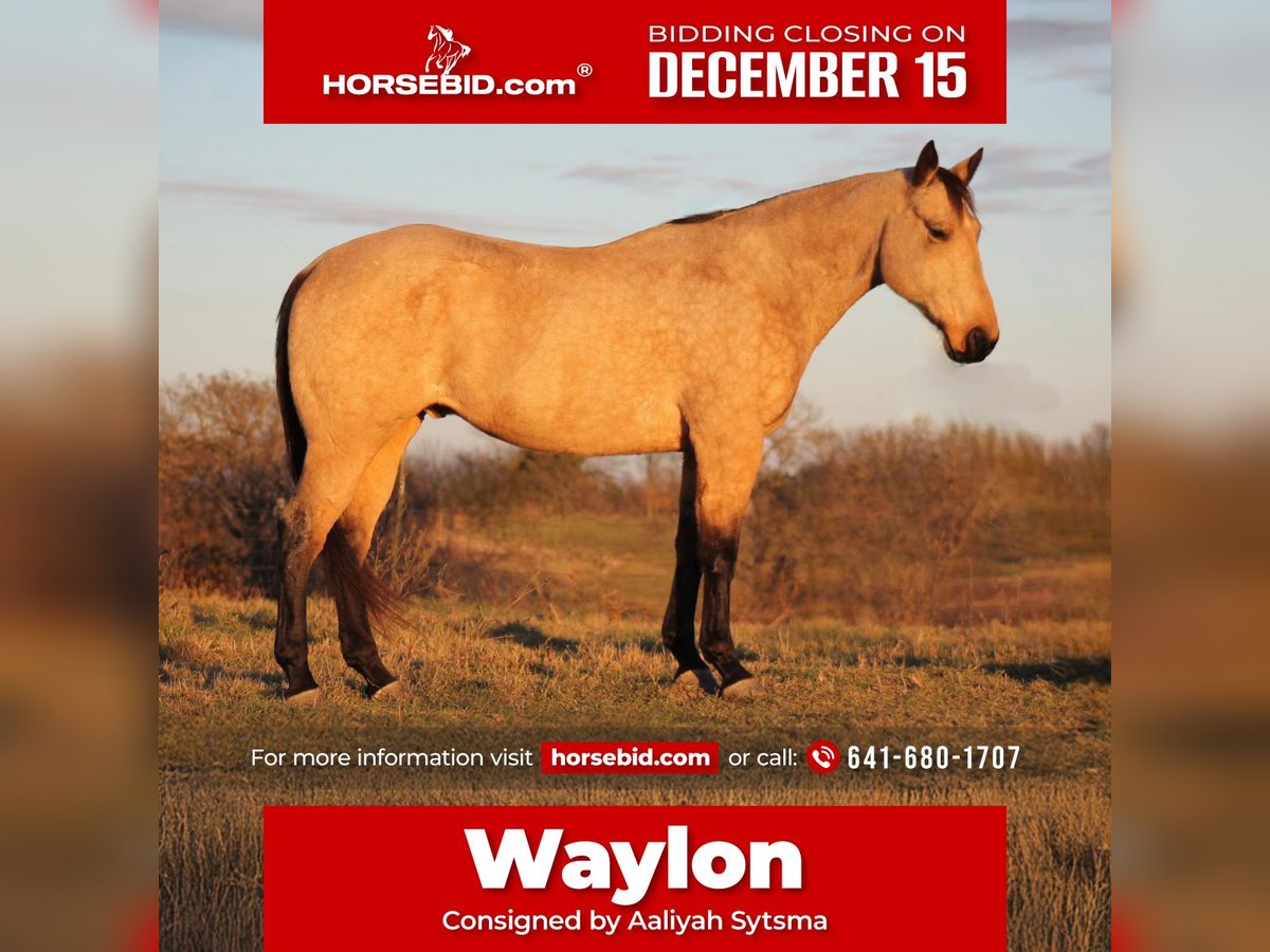 Quarter horse américain Hongre 7 Ans 157 cm Buckskin in Plano