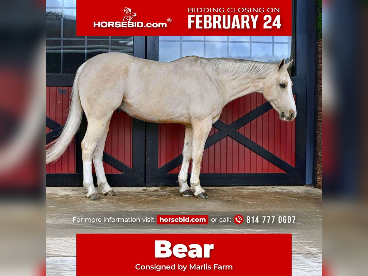 Quarter horse américain Hongre 7 Ans 157 cm Palomino in Rebersburg, PA