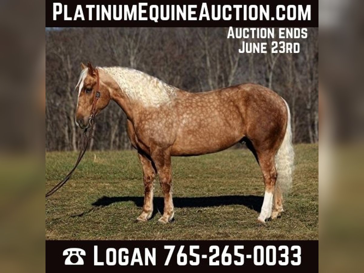 Quarter horse américain Hongre 7 Ans 157 cm Palomino in Level Green KY