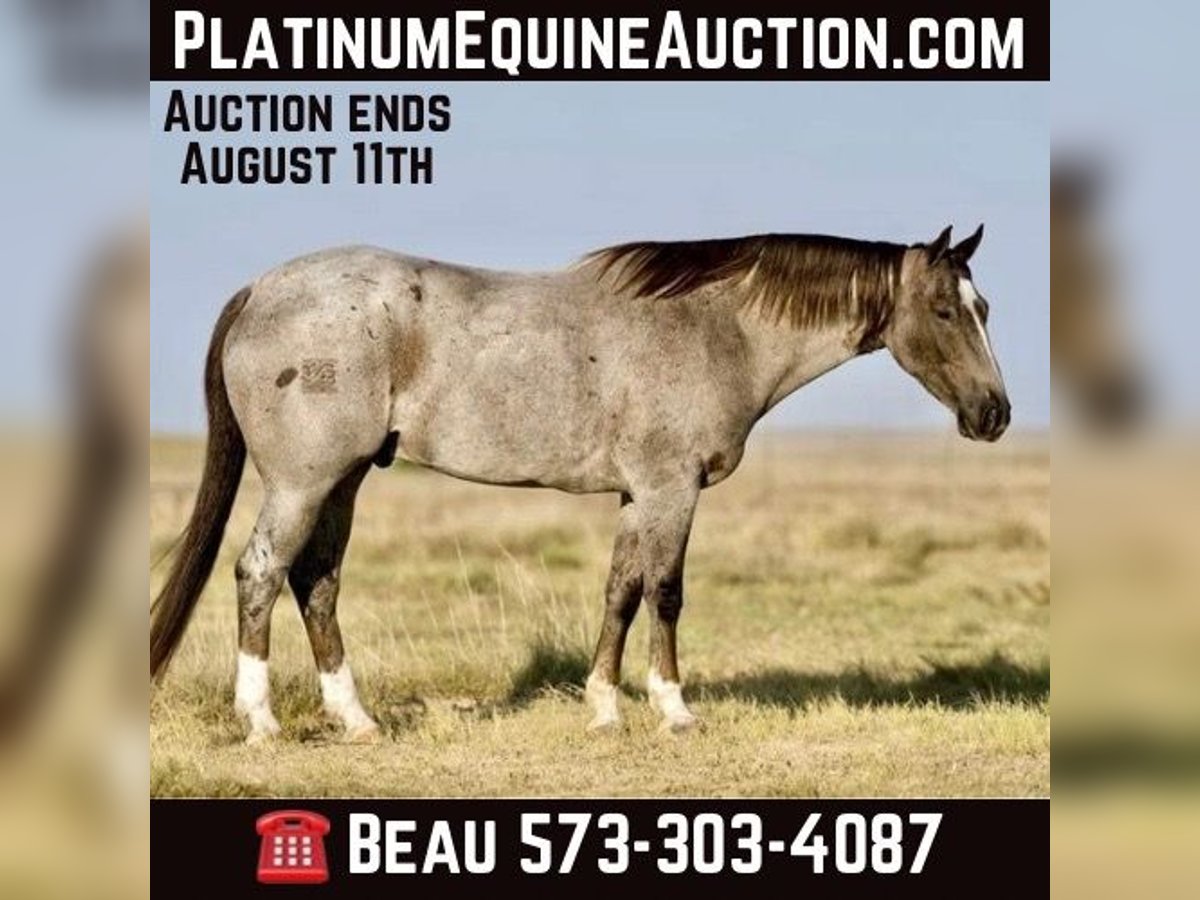 Quarter horse américain Hongre 7 Ans 157 cm Rouan Rouge in Canyon TX