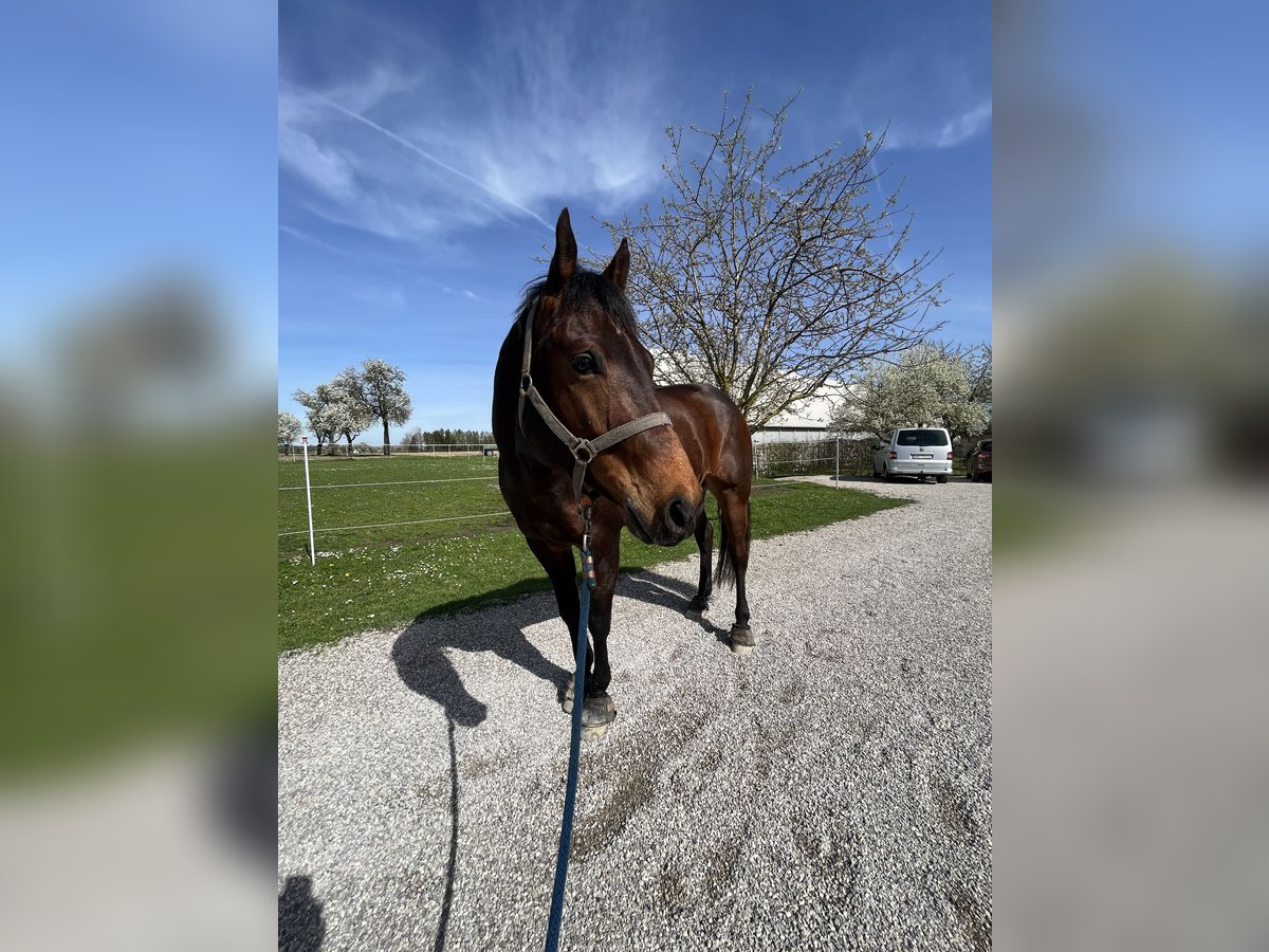 Quarter horse américain Hongre 7 Ans 160 cm Bai in Winklpoint