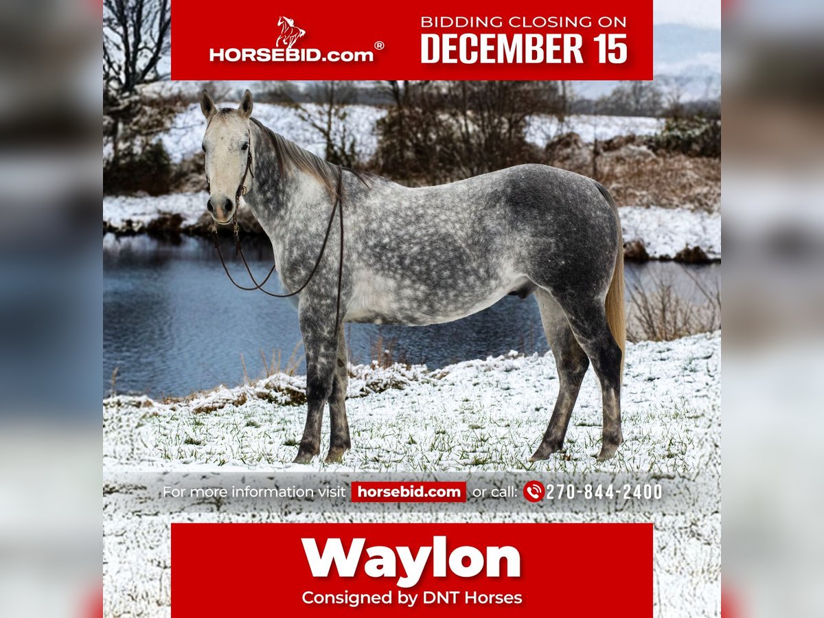 Quarter horse américain Hongre 7 Ans 160 cm Gris in Henderson