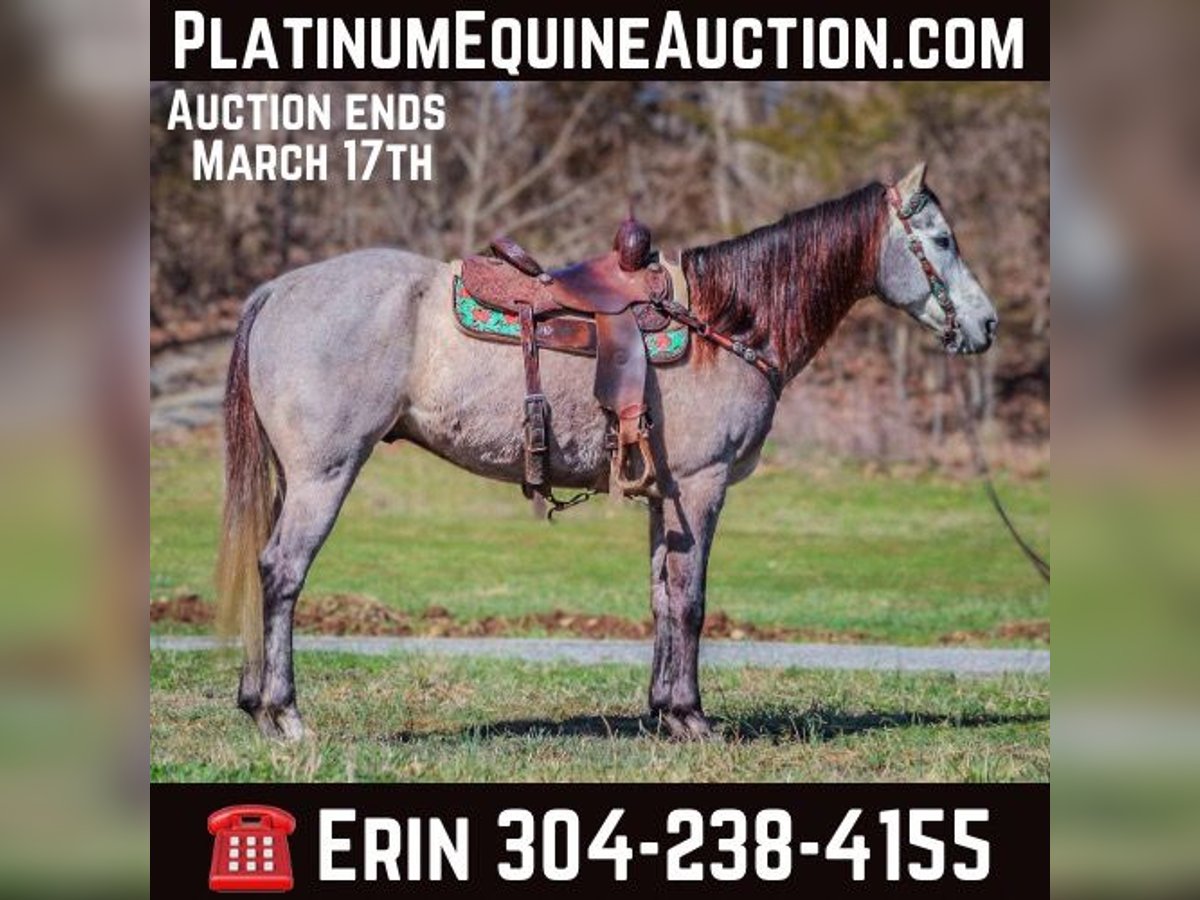 Quarter horse américain Hongre 7 Ans 163 cm Gris in Flemingsburg KY