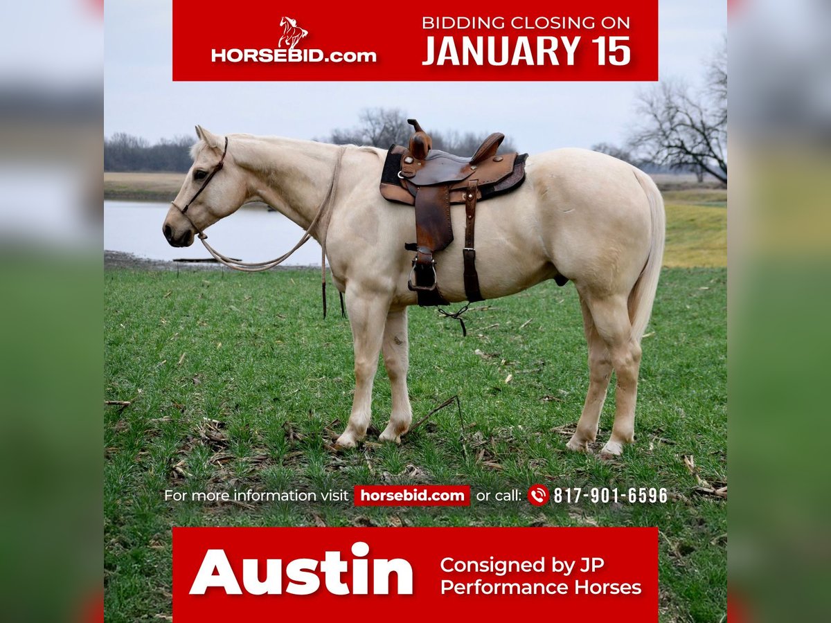 Quarter horse américain Hongre 7 Ans 163 cm Palomino in Dennis, TX