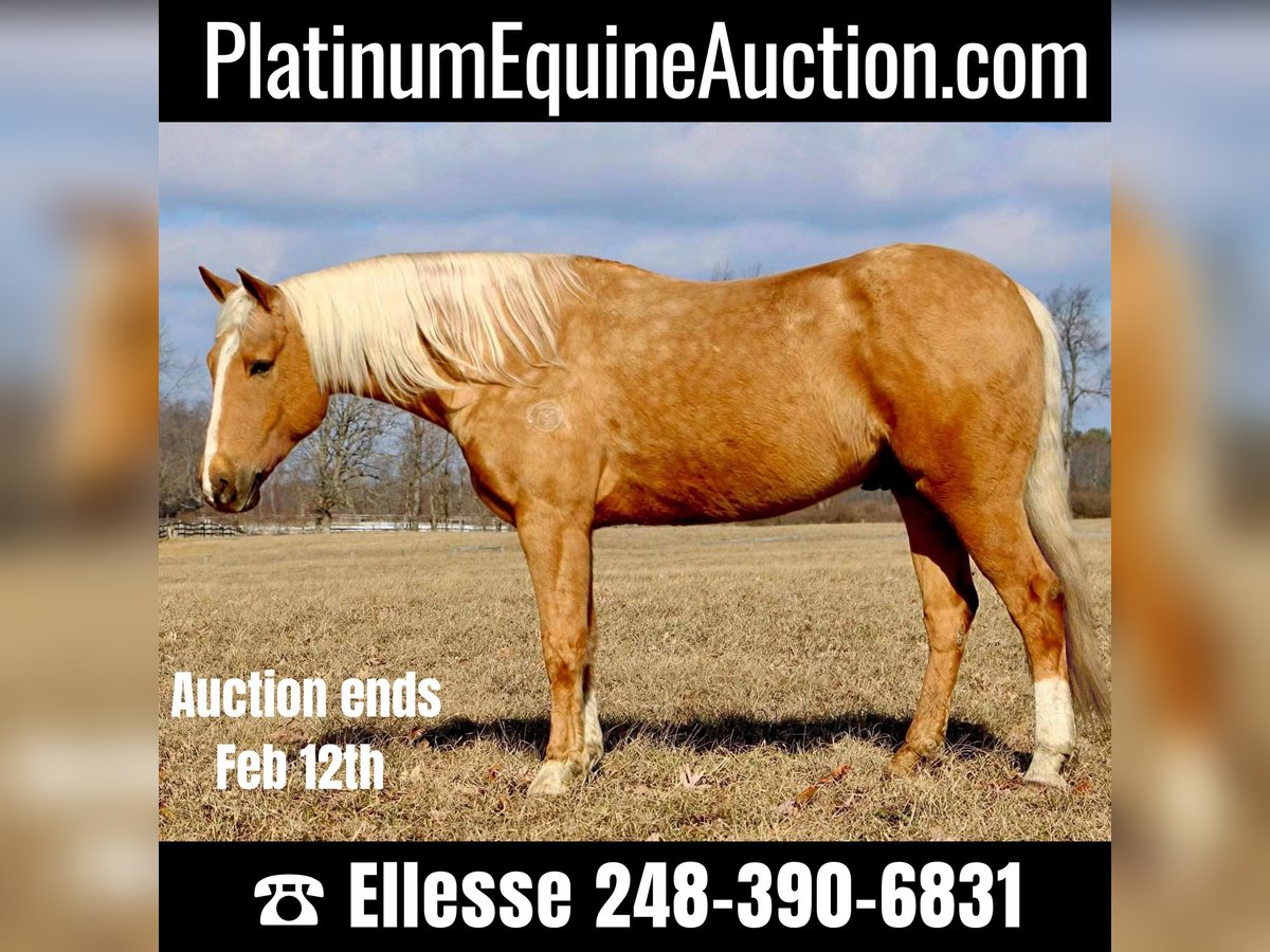 Quarter horse américain Hongre 7 Ans 163 cm Palomino in Highland Mi