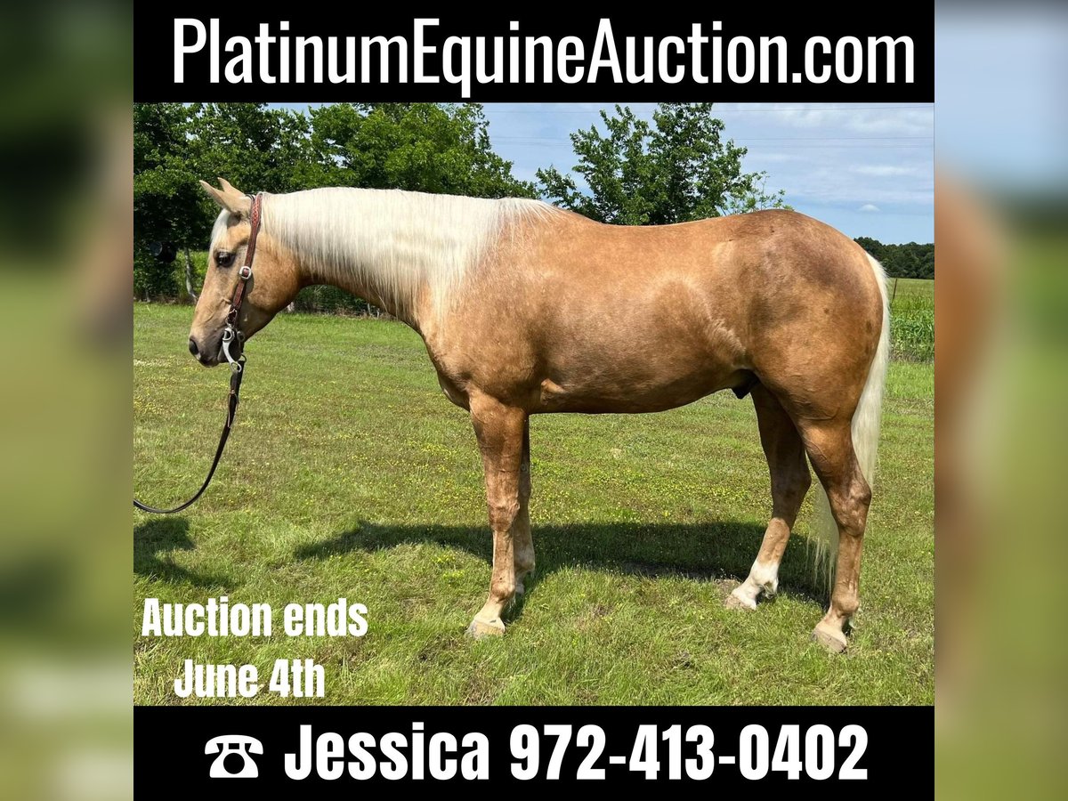 Quarter horse américain Hongre 7 Ans 163 cm Palomino in Ravenna TX