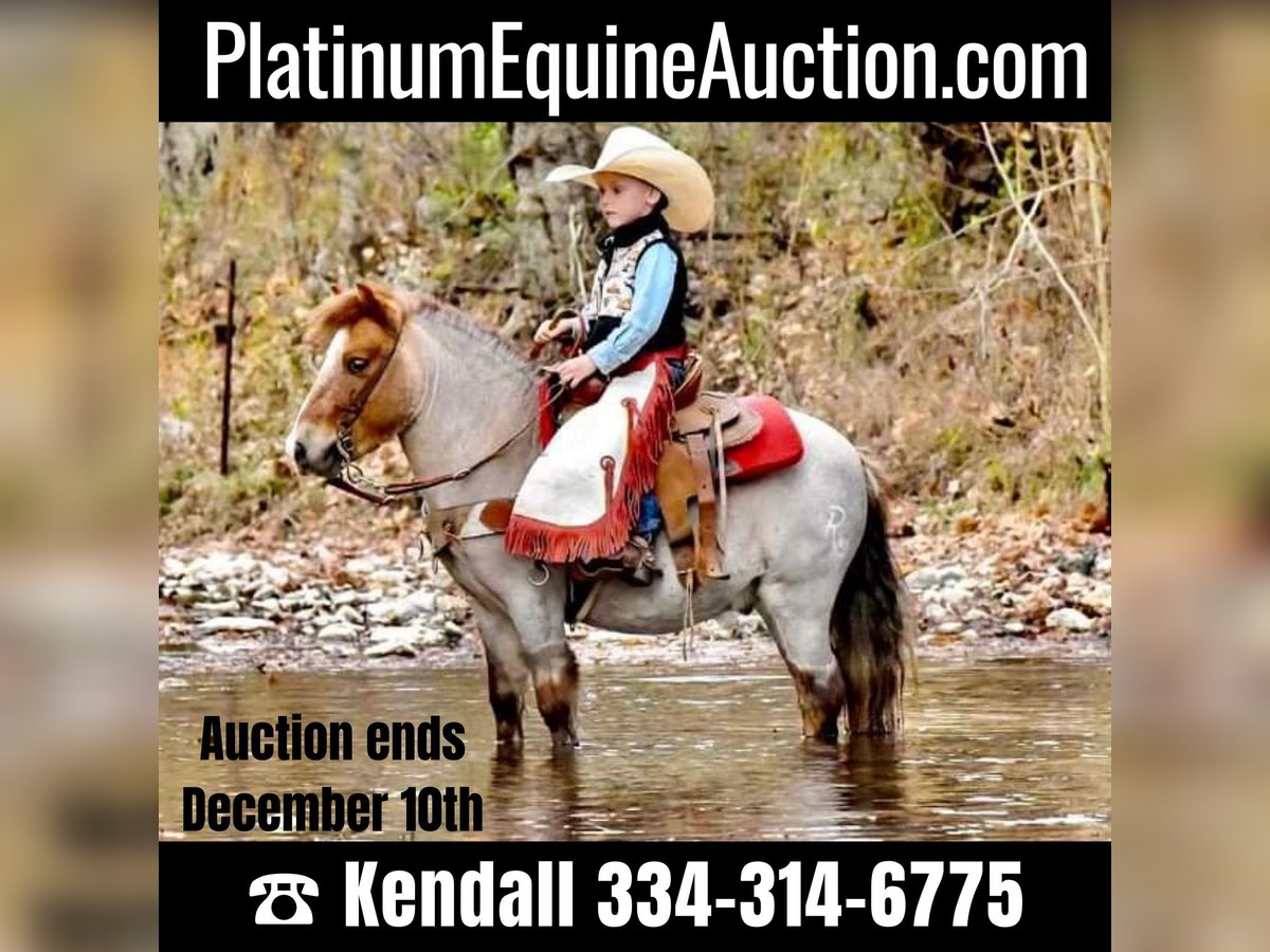 Quarter horse américain Hongre 7 Ans 99 cm Rouan Rouge in Huntland, TN