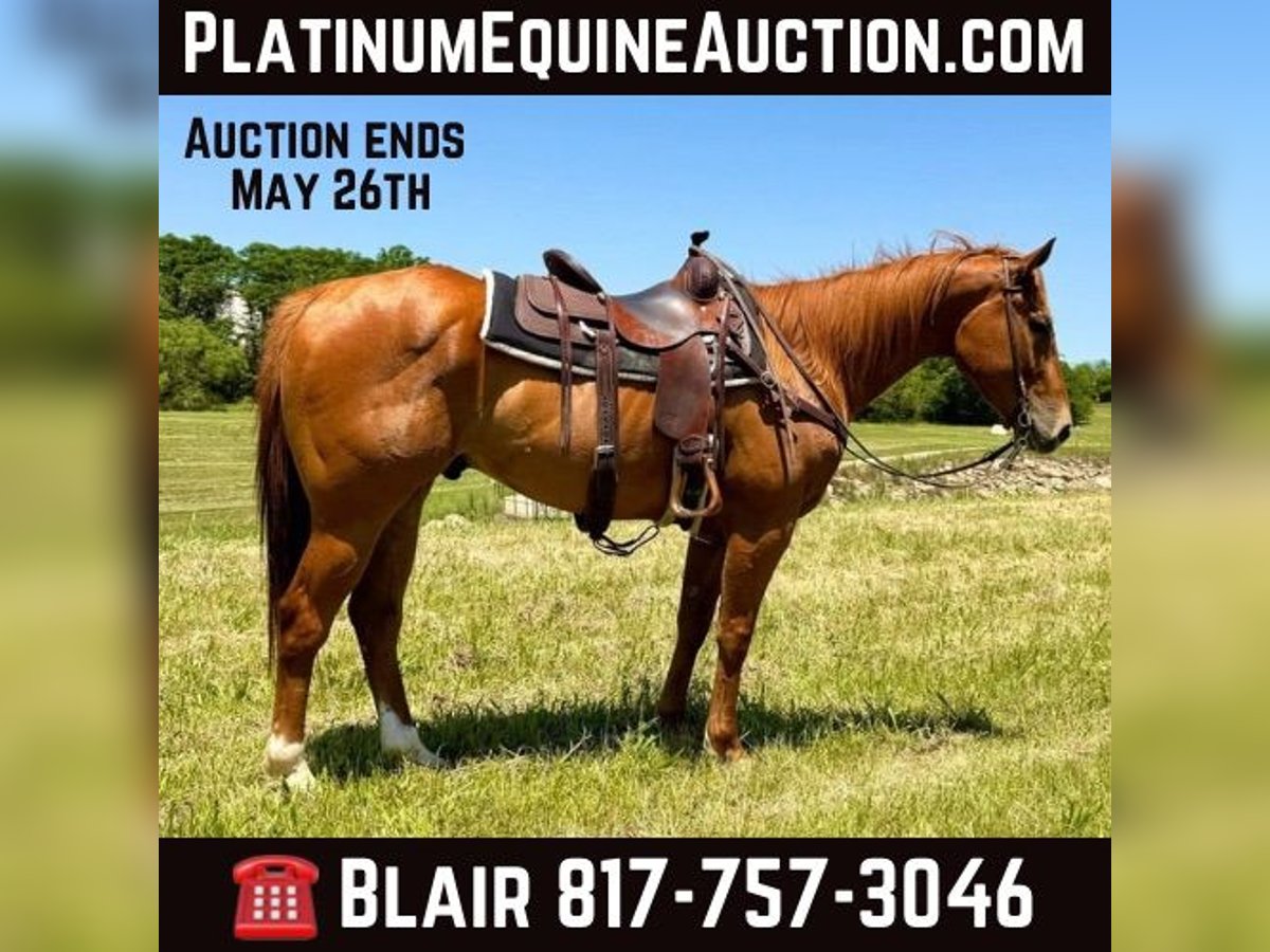 Quarter horse américain Hongre 7 Ans Alezan cuivré in Weatherford TX