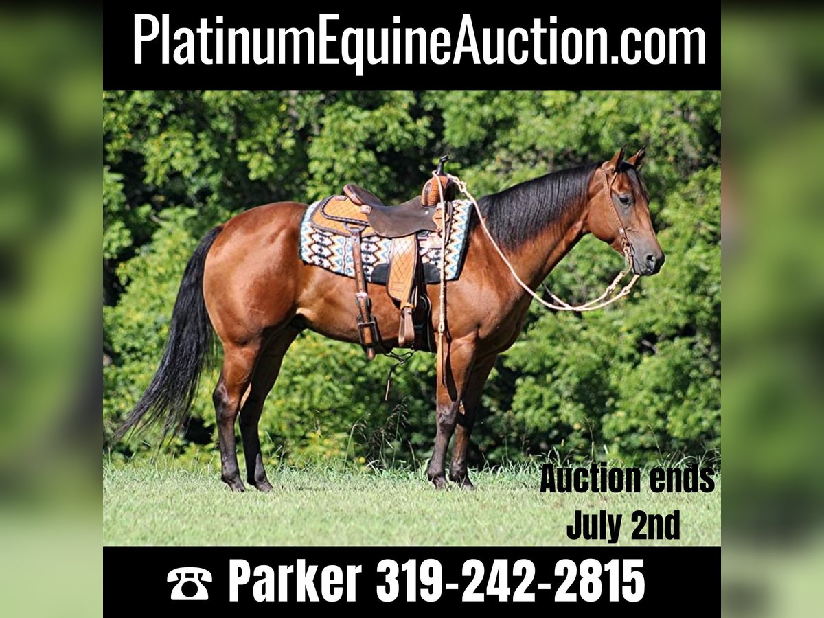 Quarter horse américain Hongre 7 Ans Bai cerise in Somerset KY