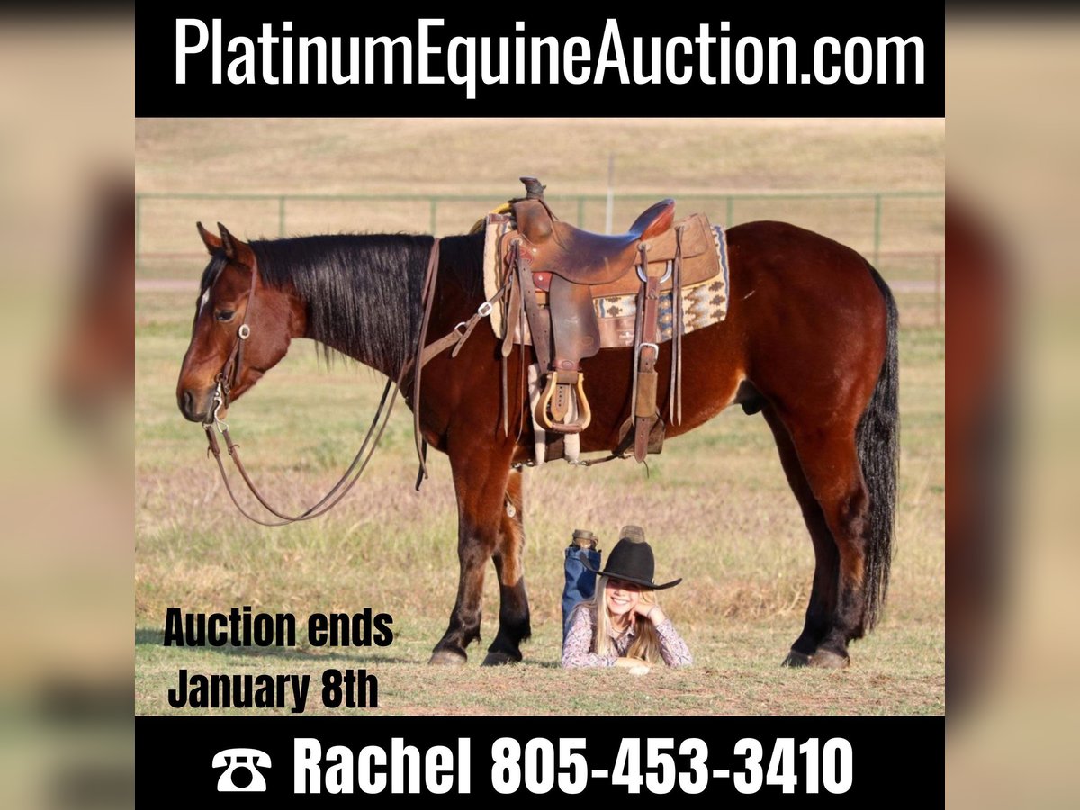 Quarter horse américain Hongre 7 Ans Bai cerise in Joshua TX